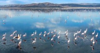 Week 13 – Solo Bikepacking Bolivia.  Flamingos on the long road north.