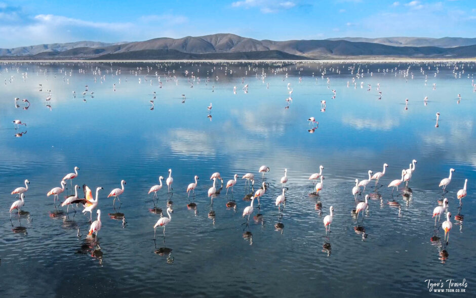 Week 13 – Solo Bikepacking Bolivia.  Flamingos on the long road north.